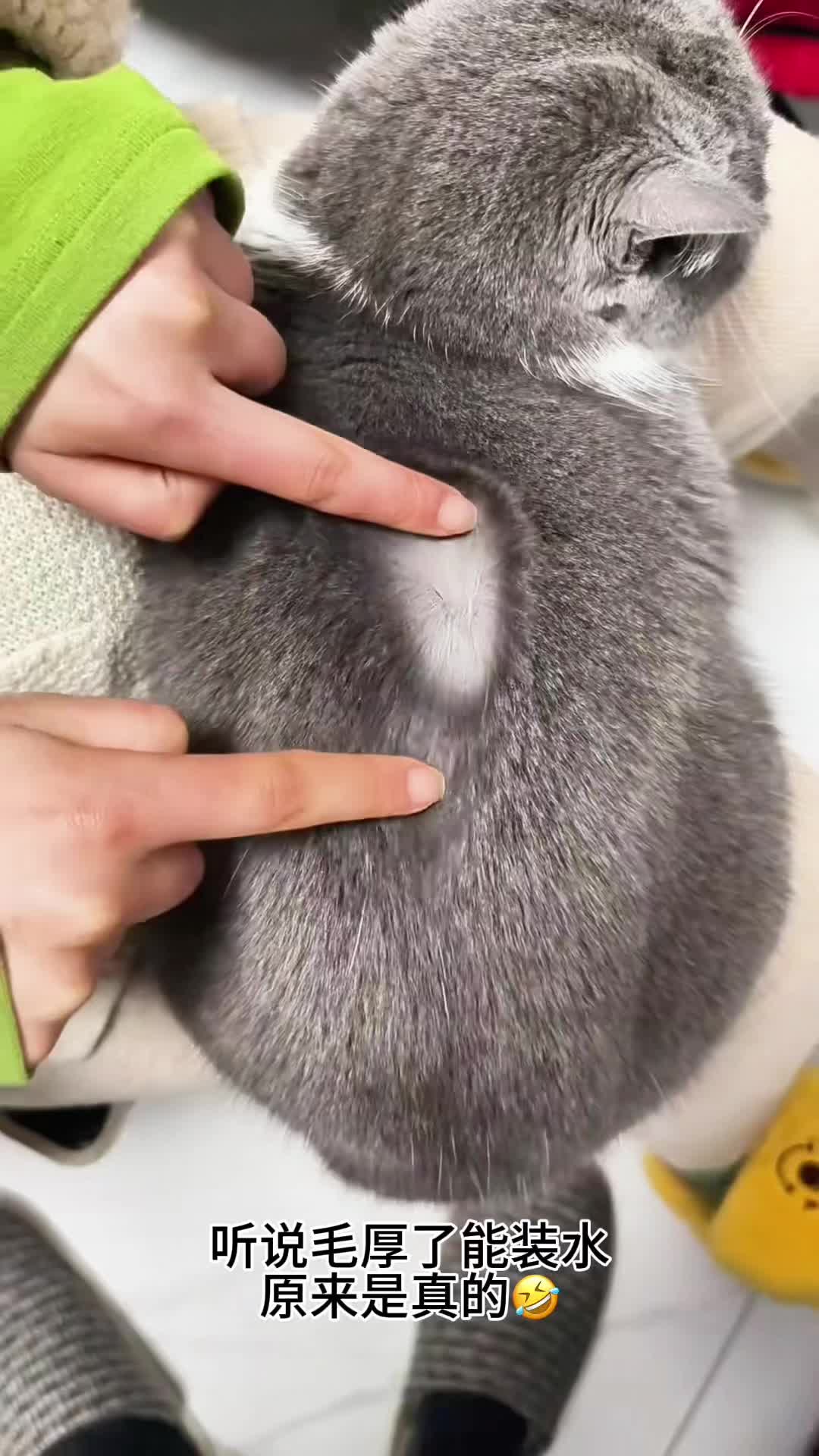 这样毛厚摸着又舒服的小猫，你们喜欢吗？
