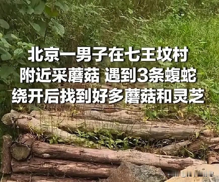 北京一男子在七王坟村附近采蘑菇，遇到3条蝮蛇，绕开后找到好多蘑菇和灵芝。这