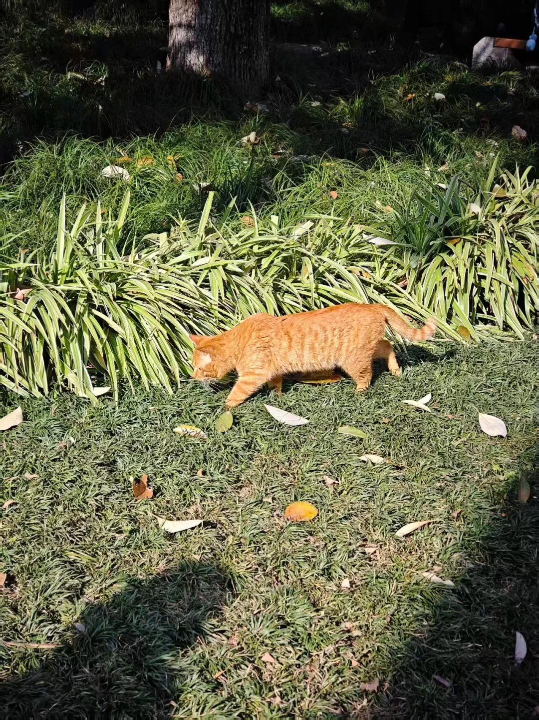 小橘猫在公园散步