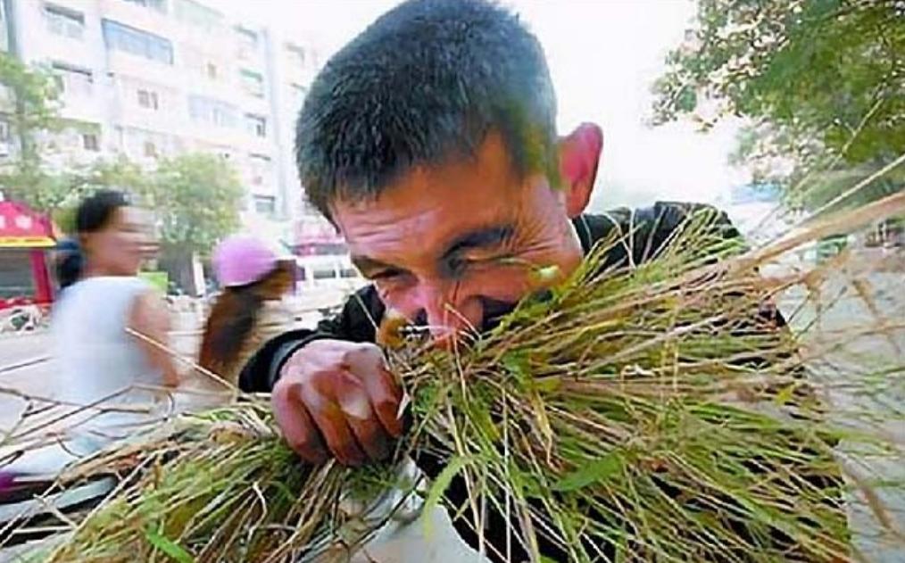 1976年起，一重庆男子吃草上瘾，34年吃了40吨草，闻到肉味就想吐，每天就靠吃