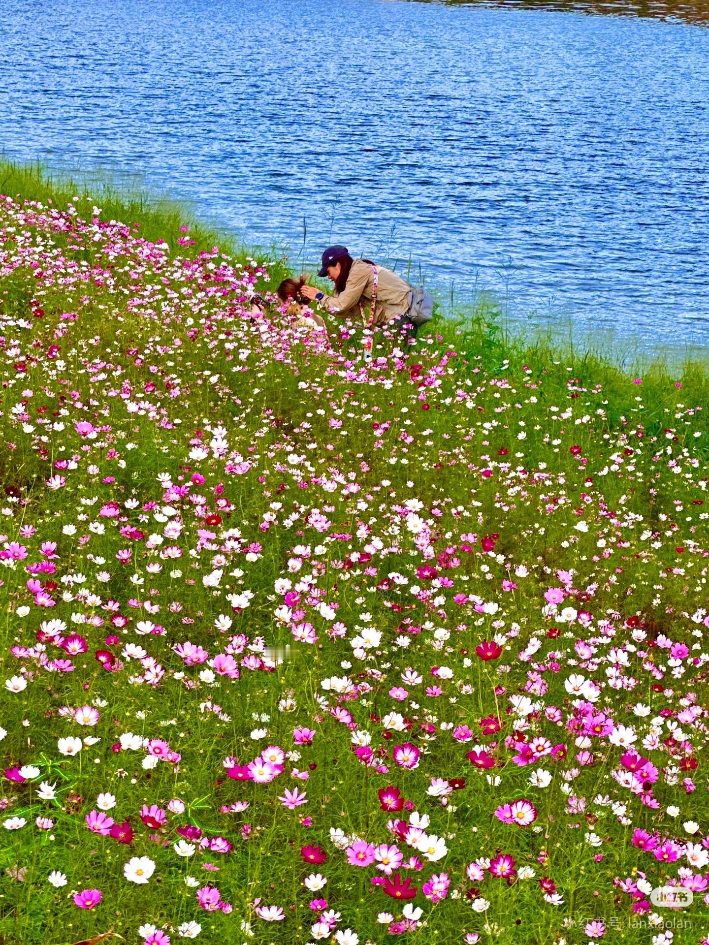 深圳坪山河公园，格桑花绝美！​​​