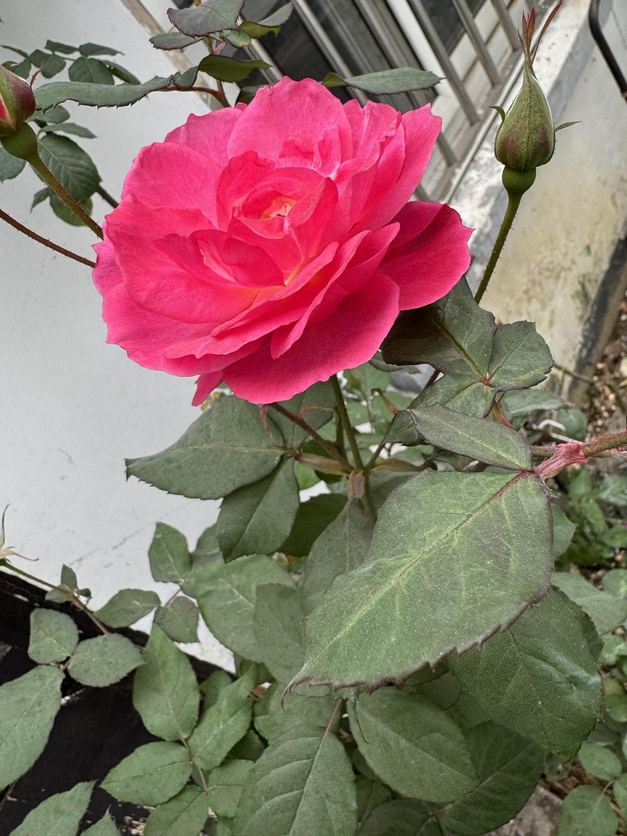 你觉得中年人的压力主要来自哪里中年人的压力，多来自三重牵绊：上要赡养老人，承托家