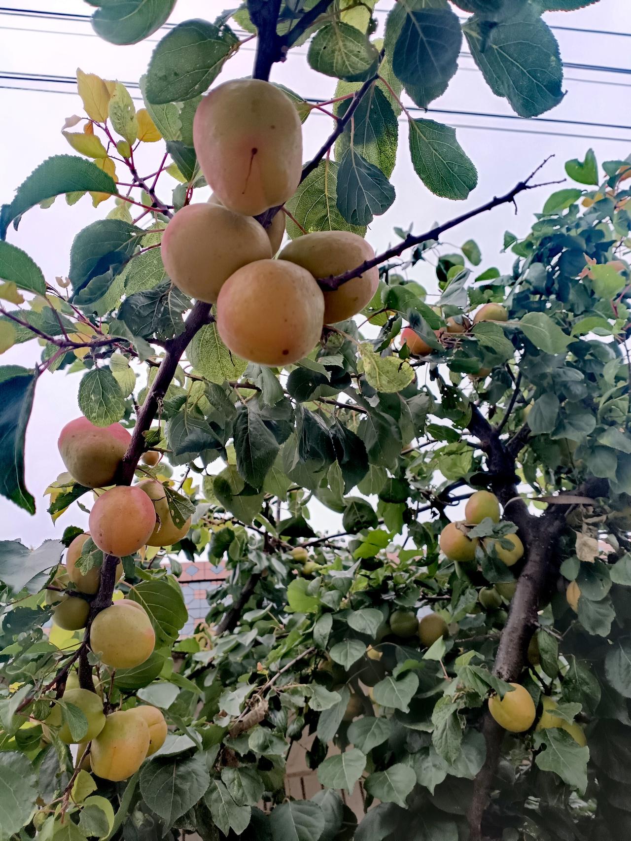 繁茂杏树枝头缀满黄润泛红的鲜果，青绿叶衬得果实饱满诱人，满是丰收生机