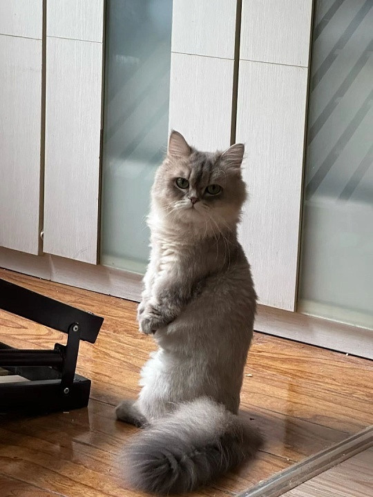 第一次看还有直角肩的小猫谁懂啊！居然还有天生直角肩的小猫咪，线条精致又挺拔，软乎