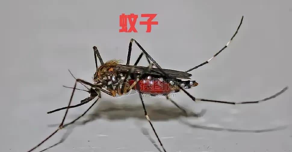 据报道，美国近日往夏威夷群岛释放了几万只的蚊子🦟。堂堂一个超级大国，动