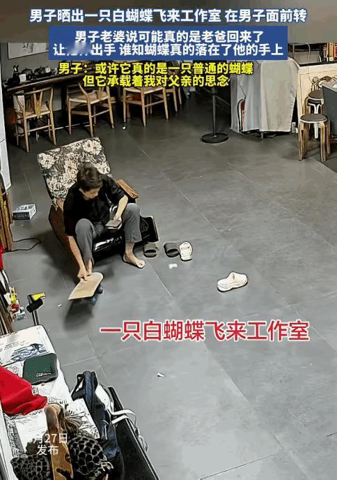 看哭了！一男子躺在躺椅上休息，突然飞来一只白蝴蝶。他忍不住轻声问：“爸，是你来看