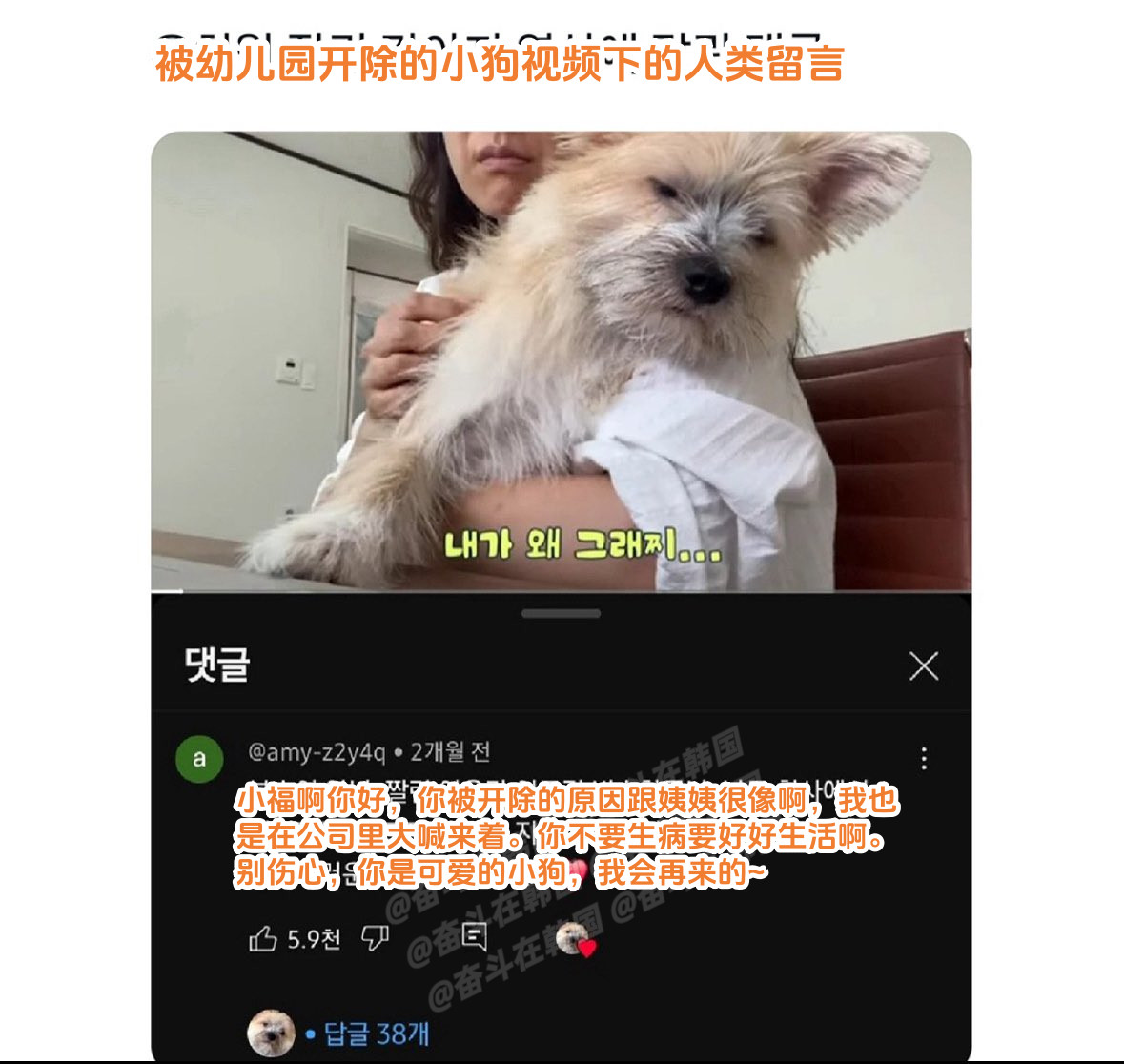 被幼儿园开除的小狗视频下的人类留言哈哈哈哈海外新鲜事热点现场