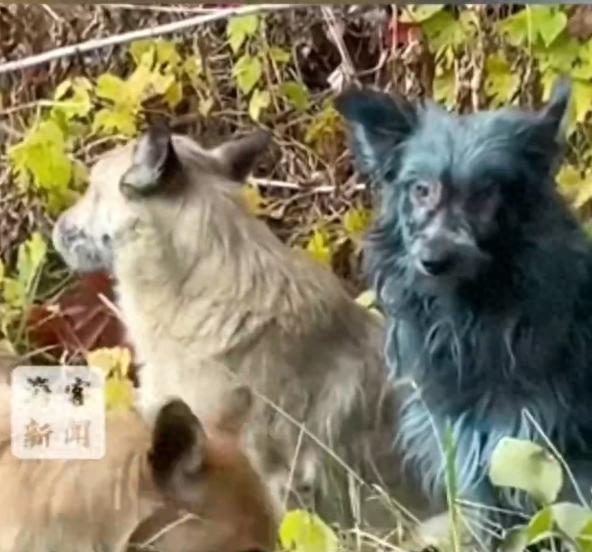 切尔诺贝利核电站附近出现多只蓝色狗！ 39年前切尔诺贝利核事故后，当地居民撤