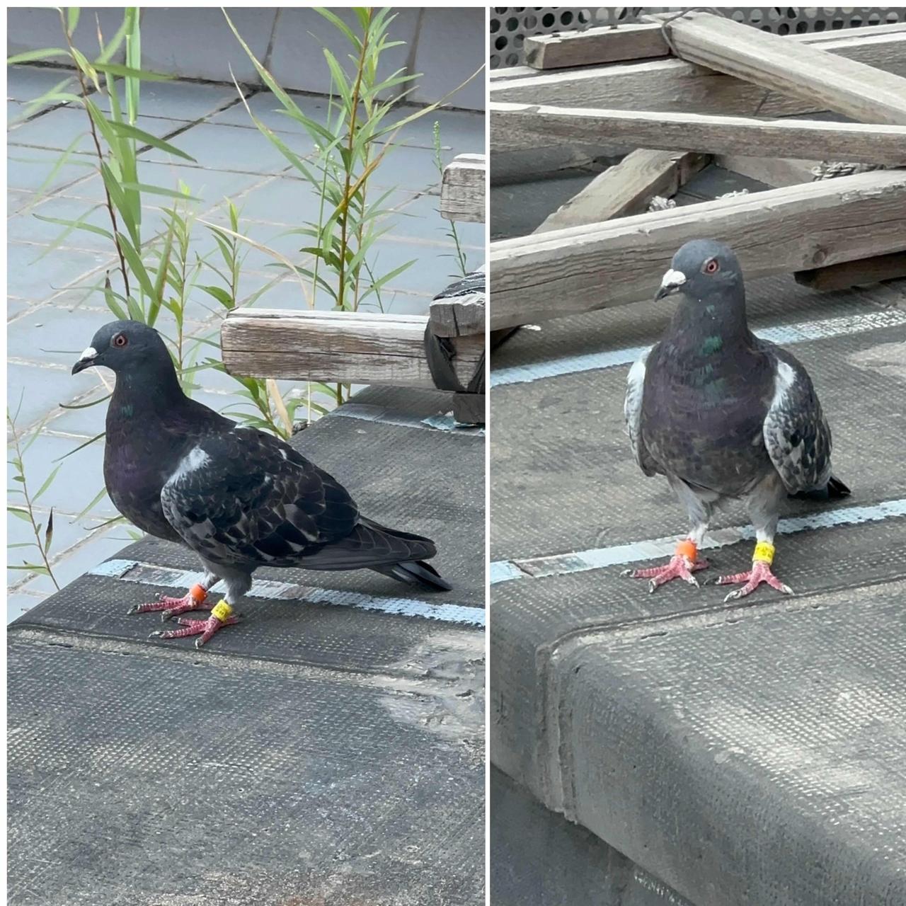 不是鸽子摸不着家了鸽子没飞回家，是因为饿着了肚子。主办方在起飞前没给它们喂吃