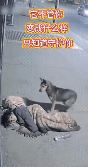 这个毛孩子对主人实在是太忠诚了,老话说的好,子不嫌母丑,狗不嫌家贫,虽然主人已经