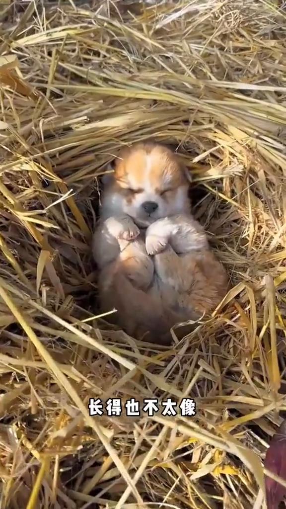 小狗挺聪明。前一段时间给网上买的大金毛到货了，你看这小玩意肤色是对上了，长得也