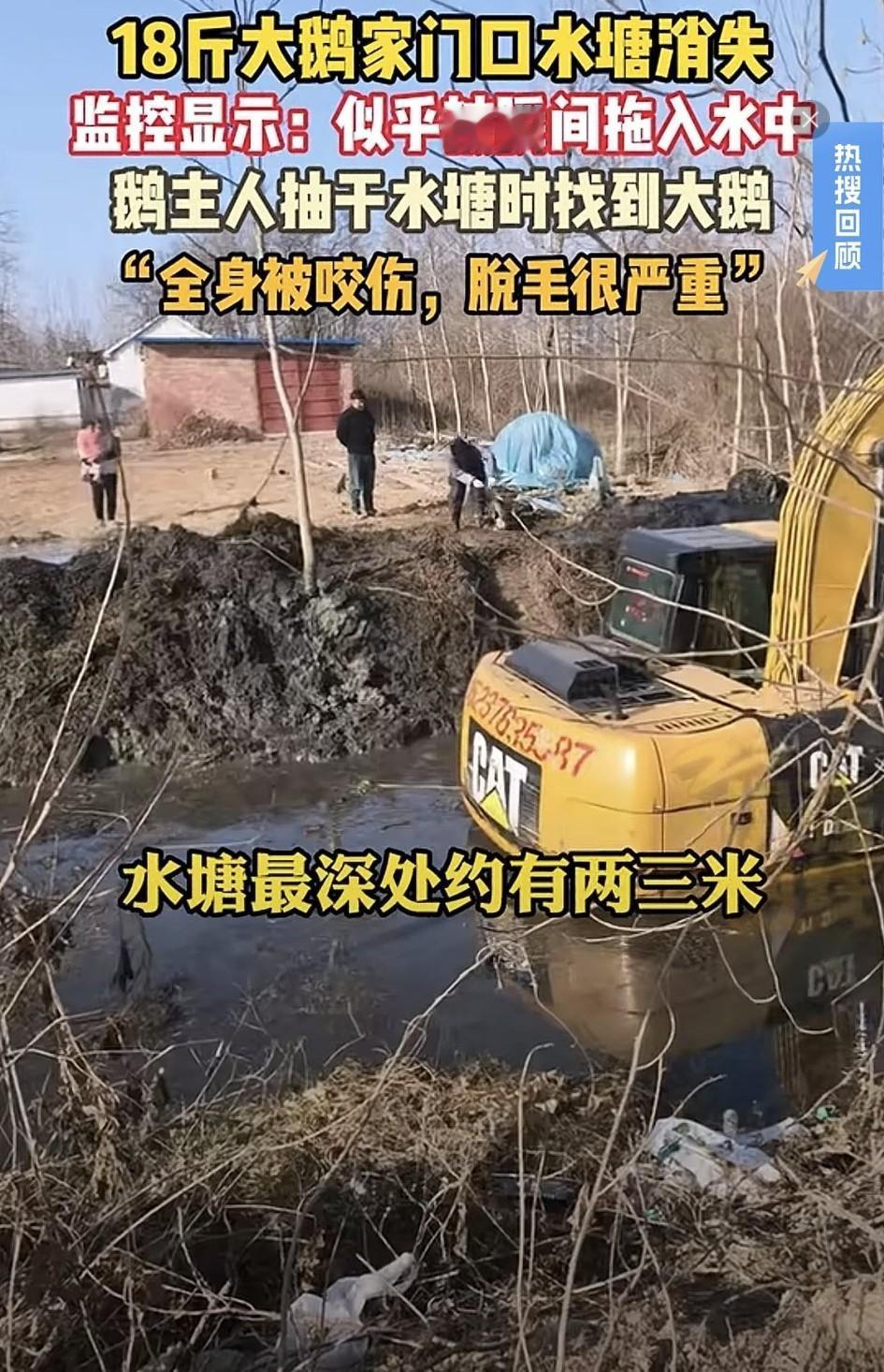 最新后续，河南，一男子家18斤大鹅消失，男子查看监控才发现，大鹅在家门口河沟游玩