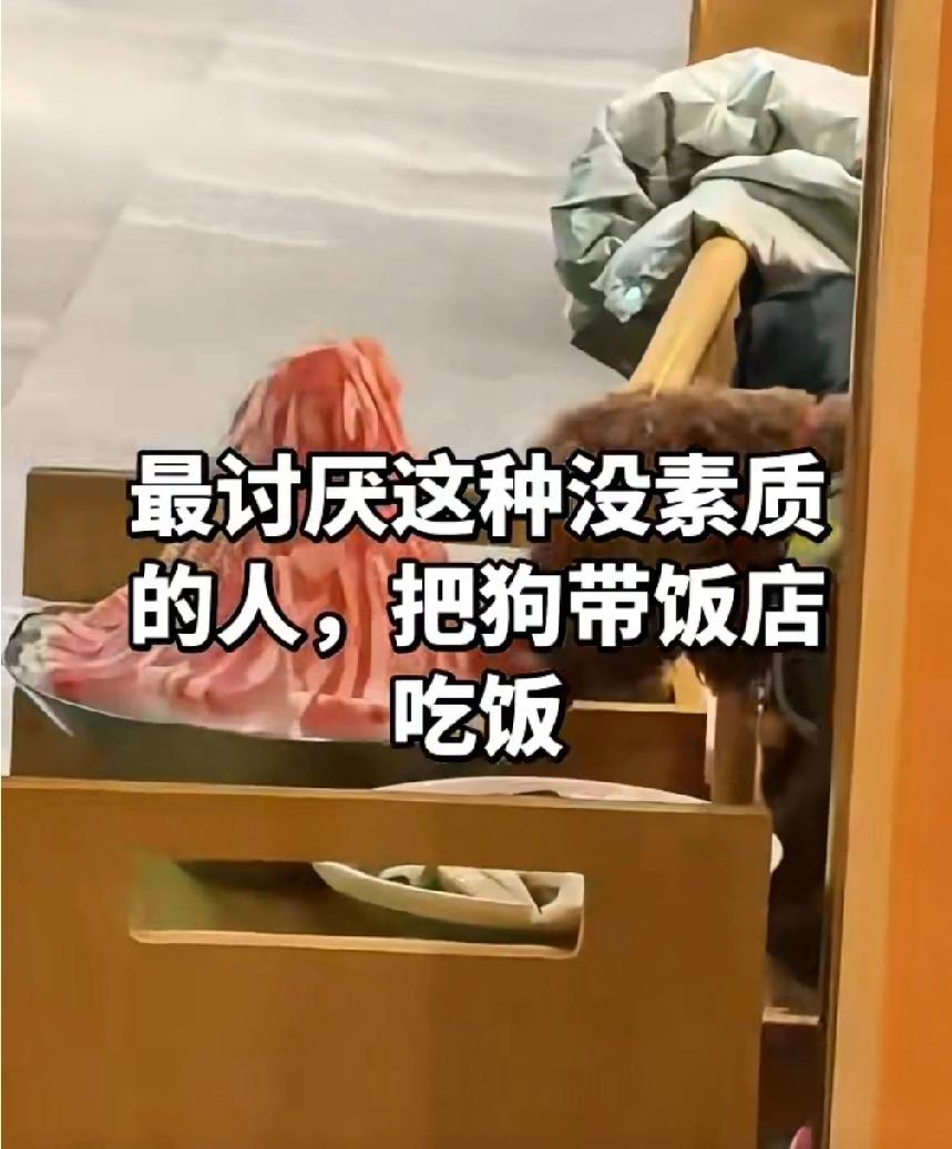 网友提供的素材，火锅店内有宠物狗，宠物狗正在大快朵颐摆好盘的新鲜食材，简直离谱…
