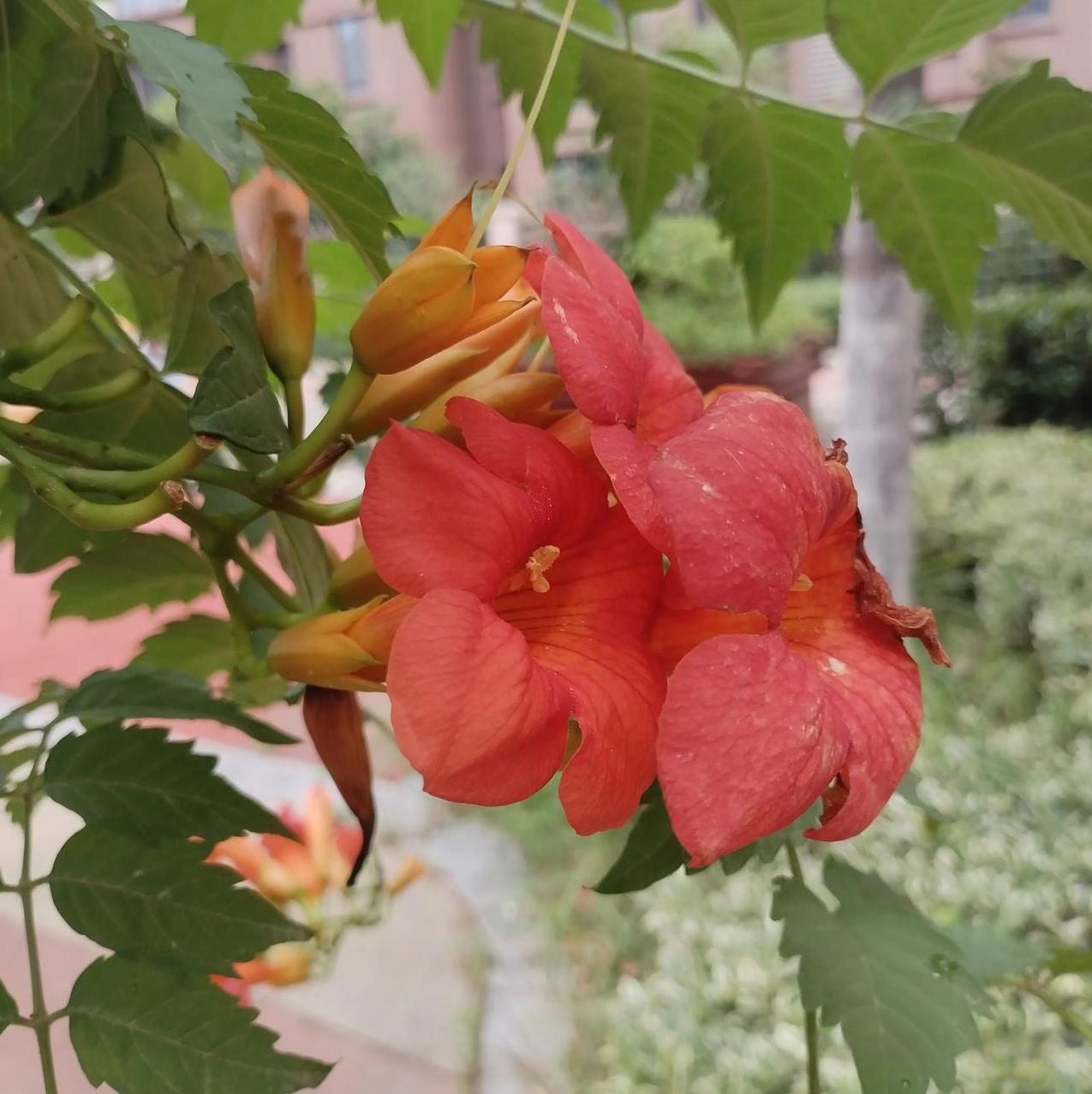 #凌霄花有哪些禁忌#凌霄花生长迅速，不要种在小花园里，会挤占其他植物空间。