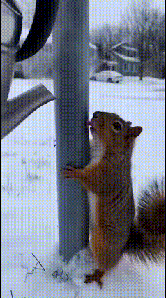 天气太冷了，前两天是猫被冻住了舌头，这倒好，松鼠🐿️也被冻住了！不过我