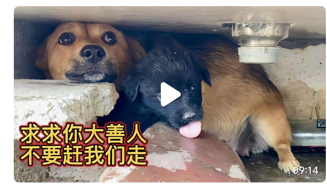 流浪狗带着它的孩子偷偷闯入我家、母狗拼命乞求我不要赶走它们它把崽子藏进地下室