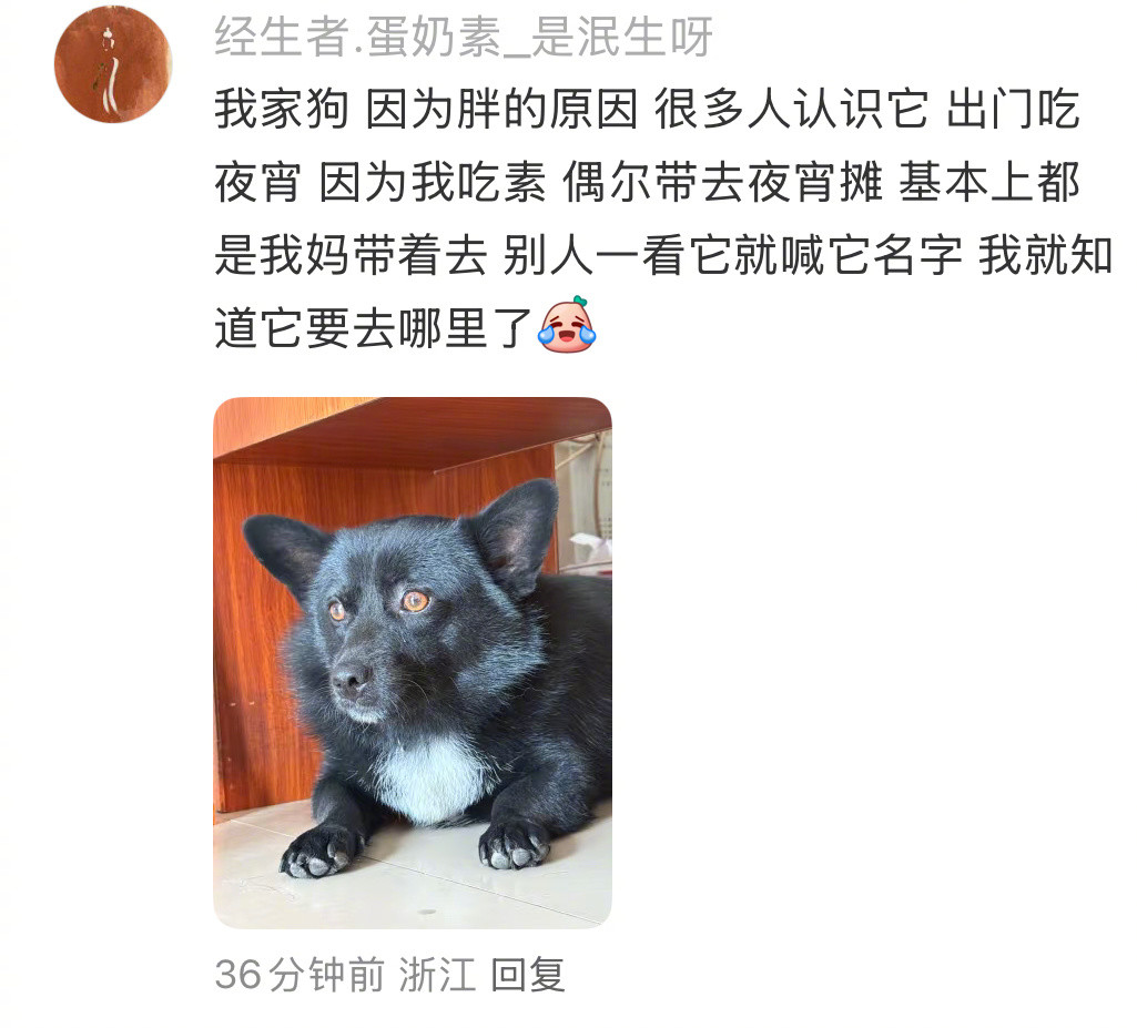 狗狗的人脉比人的人脉还多​​​