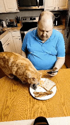主人对猫咪很好，不会说话的猫咪不知道怎么报答他。看到主人因为生病不想吃饭，猫咪很