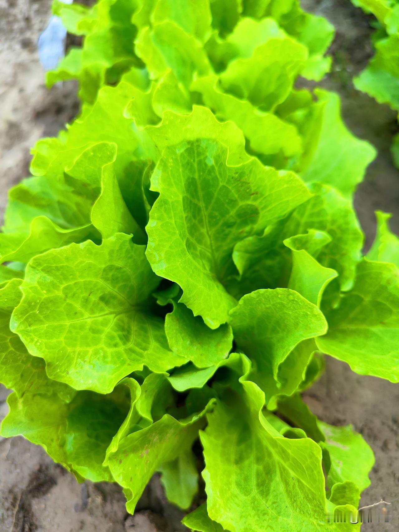 小菜园种菜有很多讲究，瓜果之间存在“相生相克”。选对邻居营养互补，避免虫害。选错