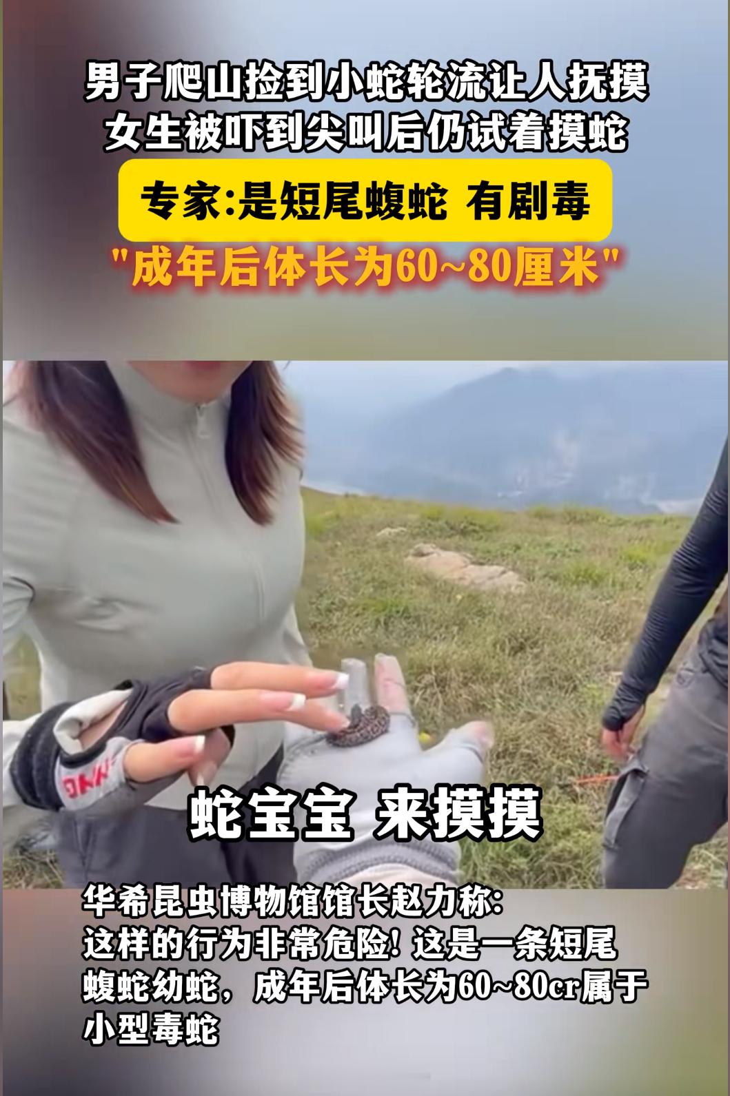 驴友爬山捡剧毒蛇后轮流抚摸还“蛇宝宝，摸一摸”小的短尾蝮蛇也是毒蛇，咬到人也是
