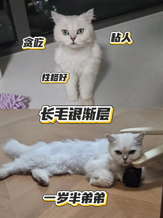 不儿……现在长毛银渐层都开始找领养了？