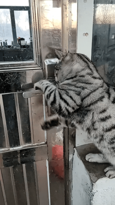 我刷到这个视频算是开眼界了，现在的小猫真是越来越机灵。这只美短猫开门的动作熟练