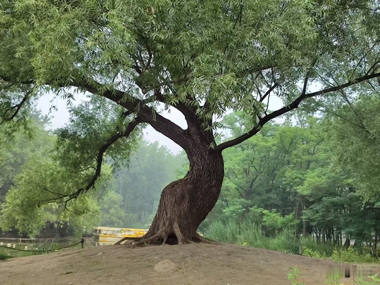 蛋白质缺乏会有什么样的症状?蛋白质缺乏的症状还挺多的。先说外观，头发会变得