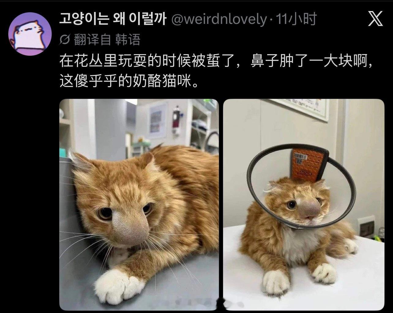 动物凶猛·​​​