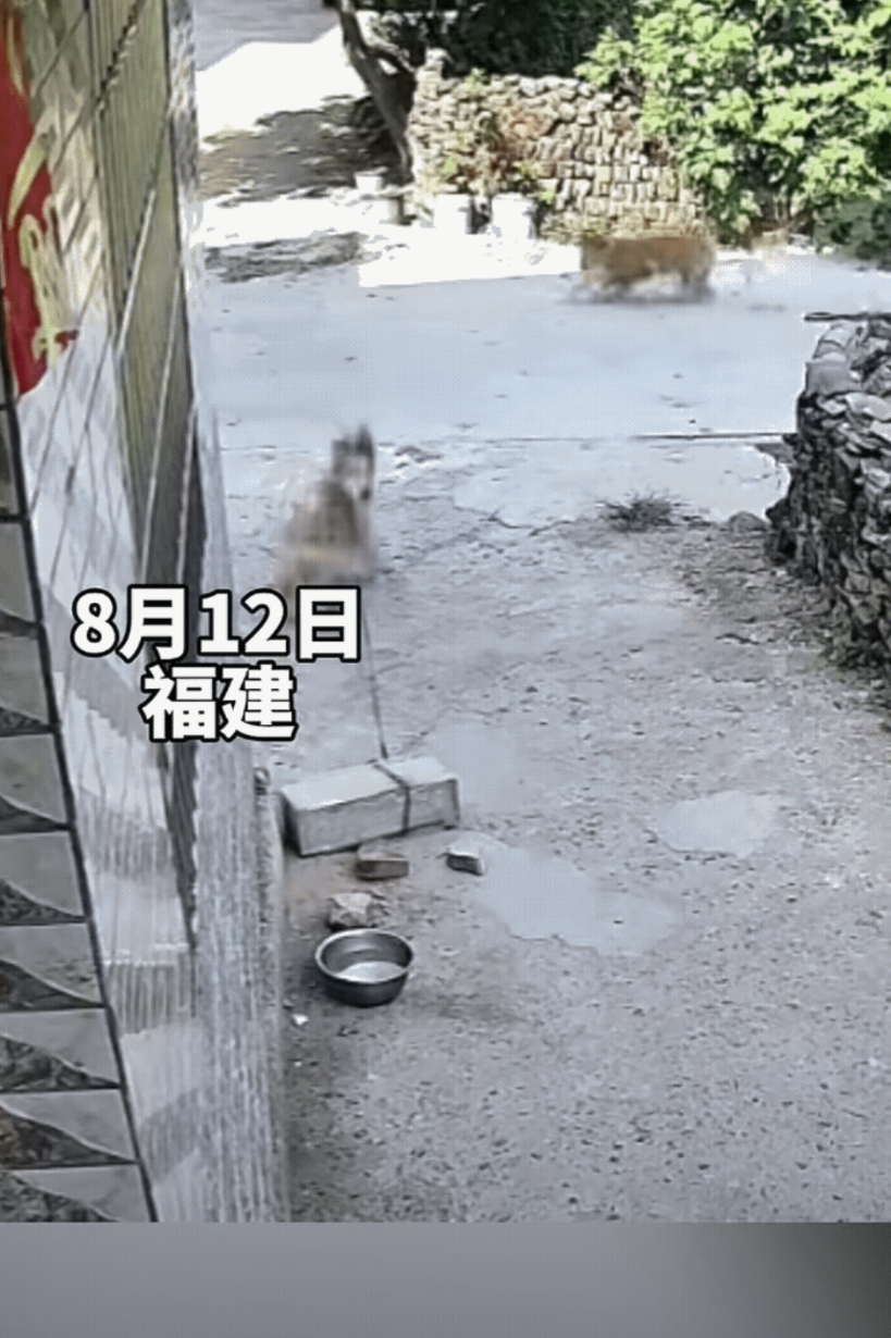 解释不清了！福建，一名主人在查看监控视频的时候发现有趣的一幕，他家养了两条狗狗，