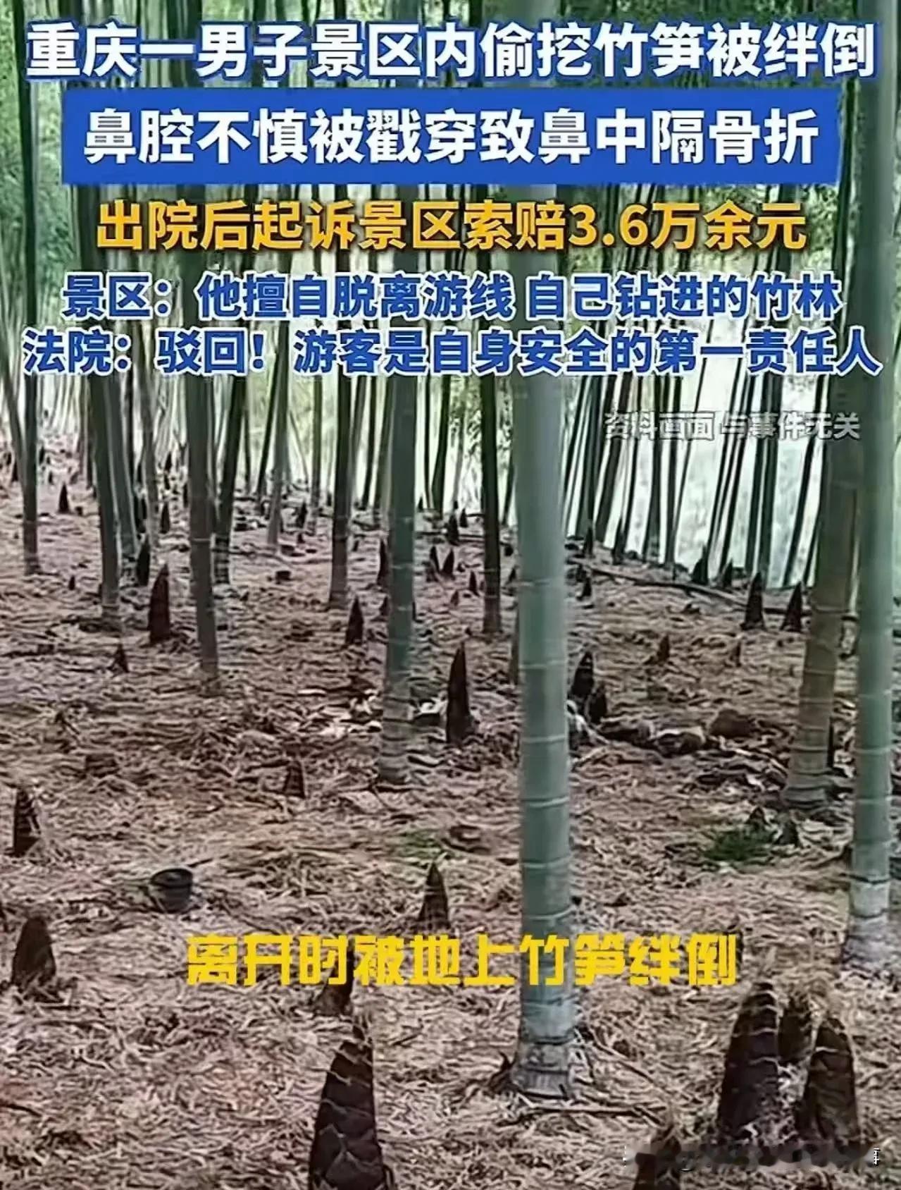 这事确实离谱又解气：男子偷挖竹笋→自摔戳穿鼻腔→反告景区→法院判他全输。