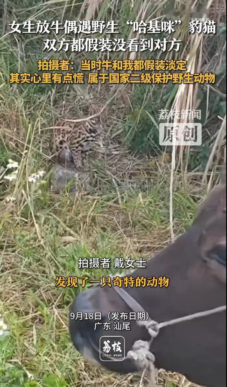 “这就是命啊！”广东汕尾，一女子外出放牛时，发现了一只奇特的动物，一只猫身上却长