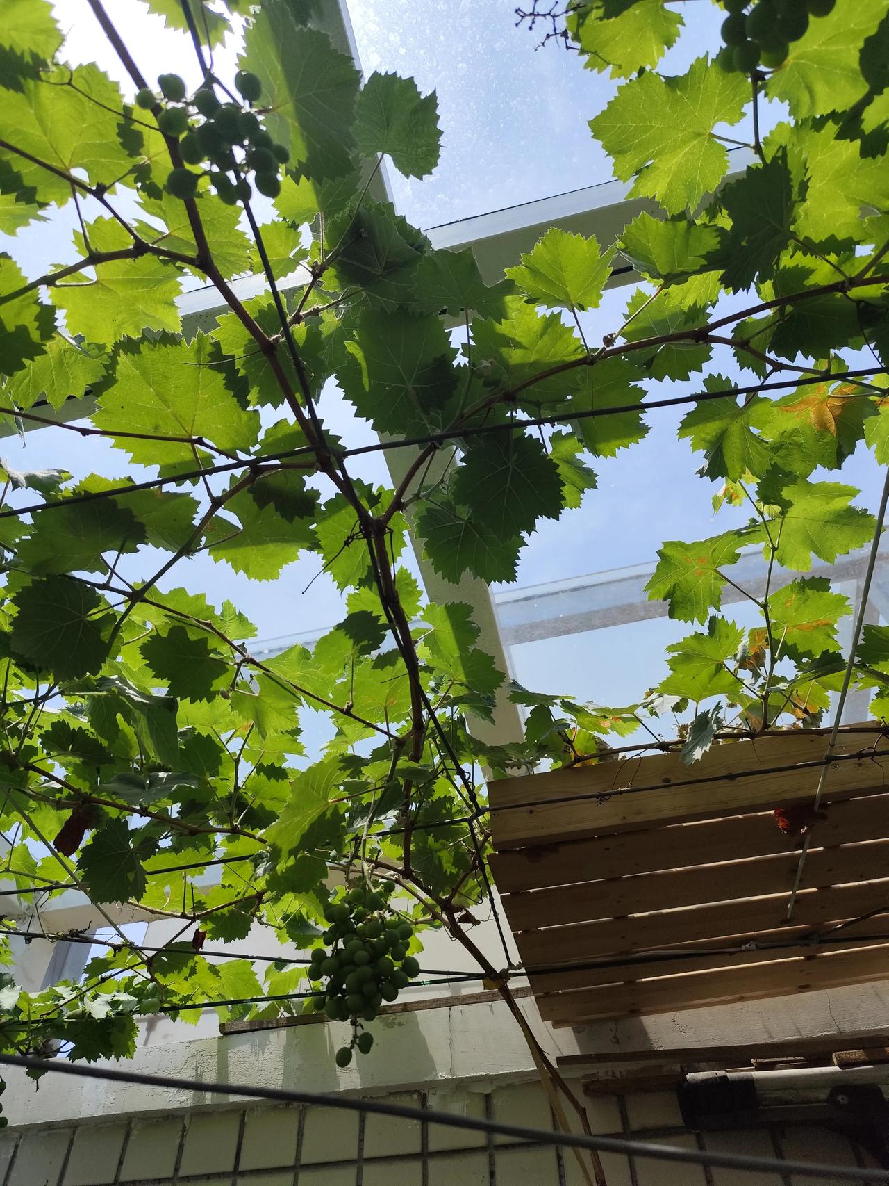 公公想出院，医生建议他再住两天，我也希望他再住两天，毕竟年龄在这放着，多住两天病