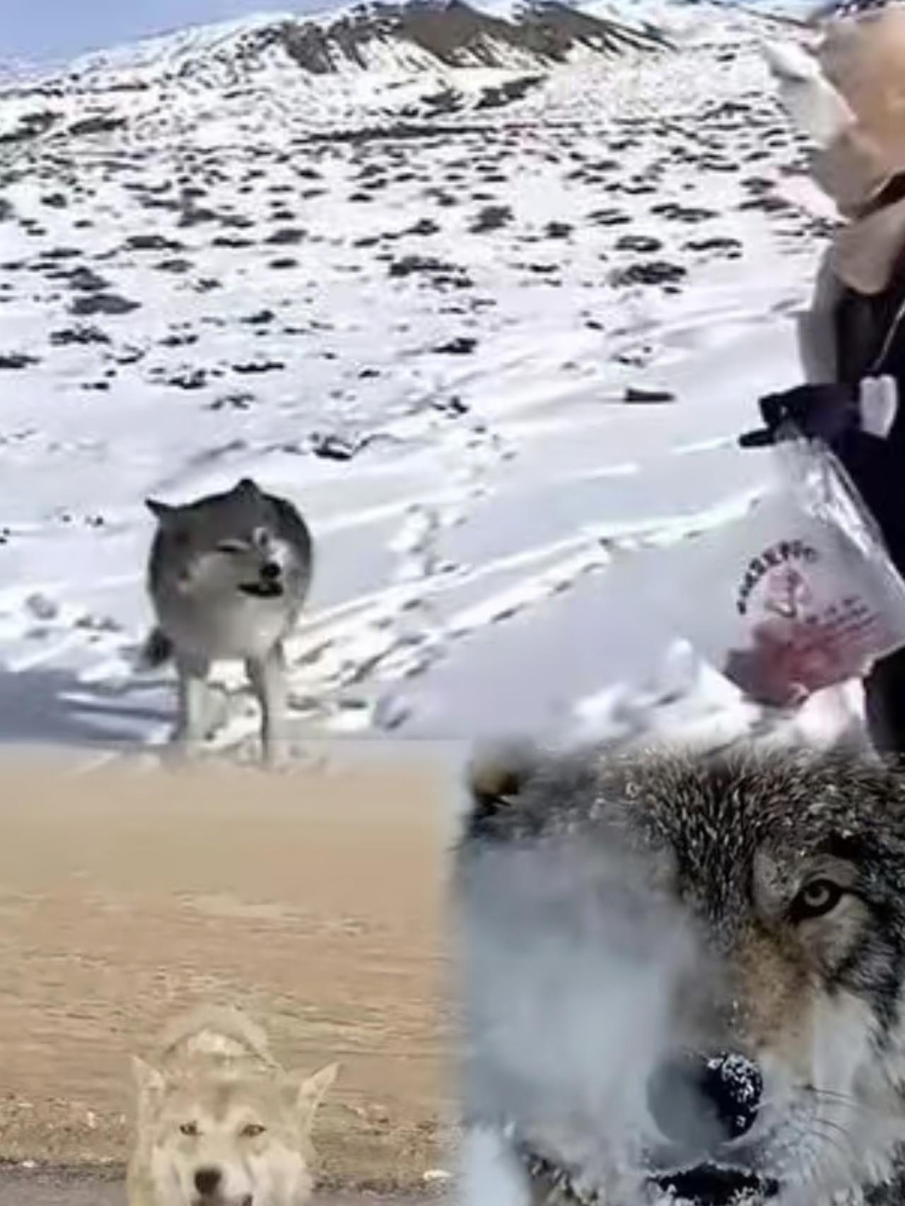 一句玩笑话，这傻狼居然记了整整十年。当年牧民救了它，放生时随嘴贫了一句：“以