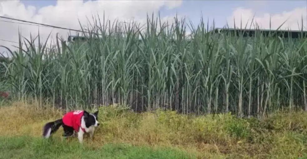 广西农民为何热衷种甘蔗，首先，广西这地方，天生就是甘蔗的“快乐老家”。你别看