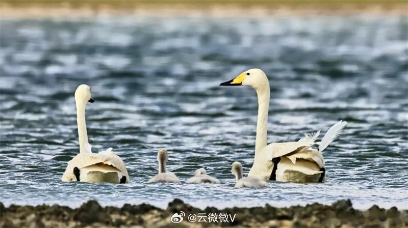 天鹅一家在新疆沙孜湖亲子游【托里沙孜湖：天鹅一家“亲子游”】6月22日，新疆塔城