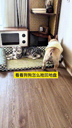 瞅着小狗跟猫咪抢窝嘞场面实在有意思，猫咪占了狗子嘞小垫子，狗子自知硬碰硬打不过。