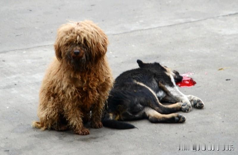 我们单位后院有一台小黑狗，我们经常给小狗喂吃的。小狗长大了，长的又肥又大，老可爱