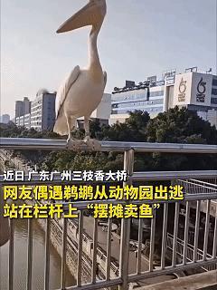 万万没想到，一只竟然火上新华社了！近日广州，女子带孩子出门，途经三枝香大桥时，竟