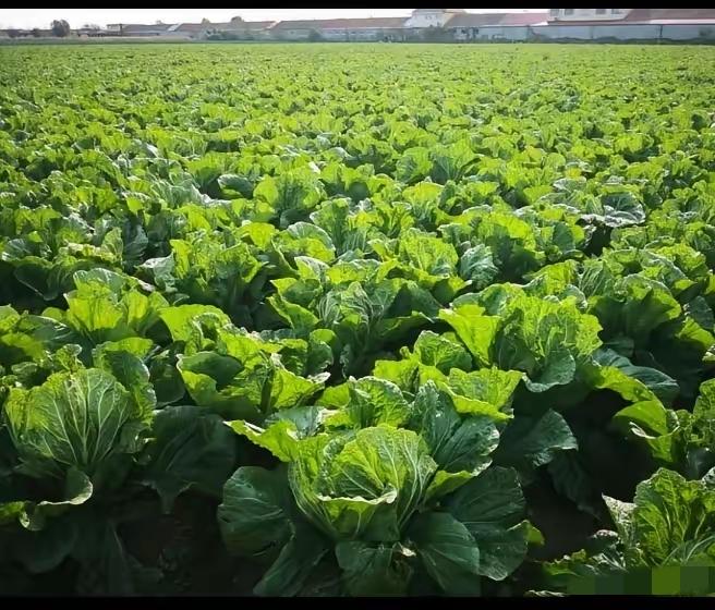 你知道湖北天门毒白菜事件是谁发现的吗？告诉你，是一个记者发现的​那个记者一进