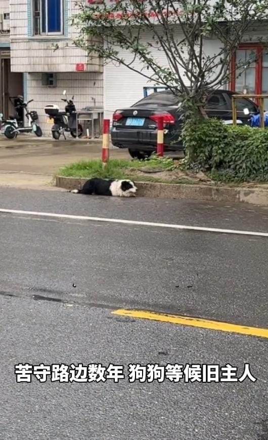 破防全网！忠犬苦守路边数年，只为等候抛弃自己的主人真的看一次破防一次！世间