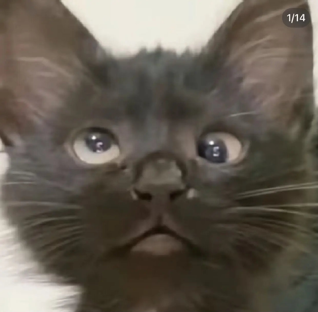 表情包救命！这些猫meme表情包也太魔性了吧！背着包的打工人猫、委屈哭唧唧的