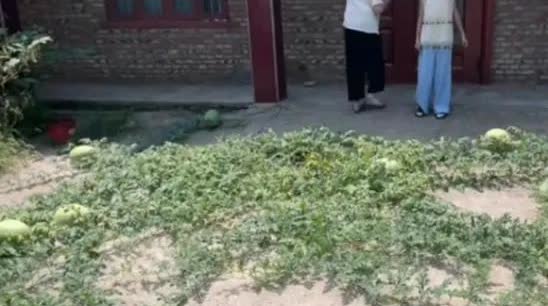 男子3个月没回老家就长出一地西瓜，这事儿挺神奇的。就像那男子一样，很多人都想不到