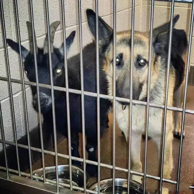 助站里，有这样一份珍贵的友谊你，这只狗狗被发现时正和黑色的羊一起流浪，因为两只动