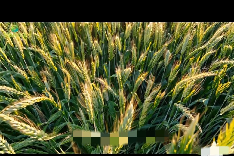 秸秆燃烧，竟藏着抗超级细菌的密码？提到秸秆燃烧，你是不是立刻想到呛人的浓烟