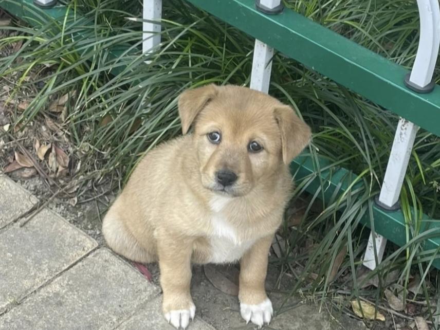 中午吃完饭在马路边溜达，看见一只黄色的小奶狗蹲在那儿，心一下就软了。黄乎乎