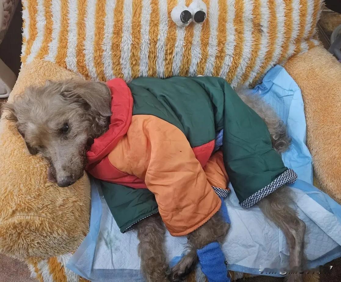 它没有等到新一天的阳光，却拼尽全身力气，等到了最想见到的人。一只陪伴主人整