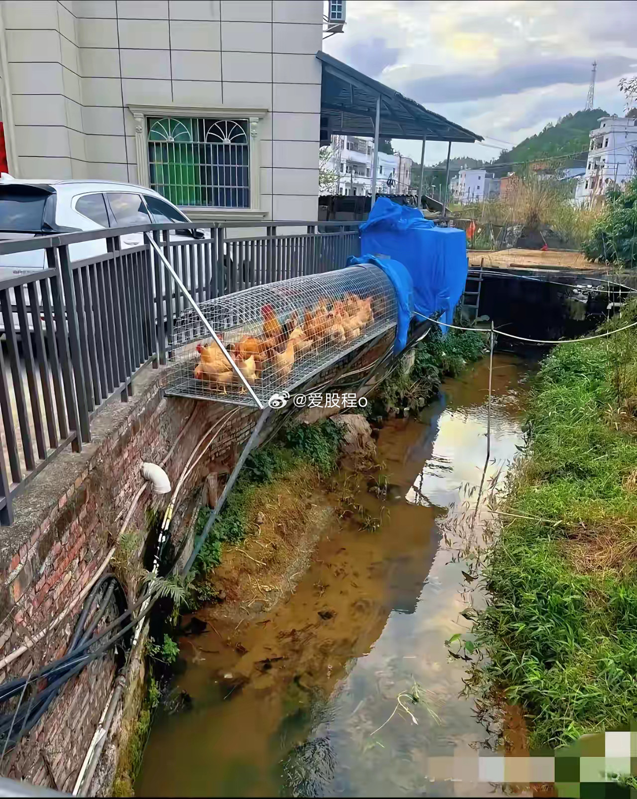 养鸡户的天花板了，爱好无处不在