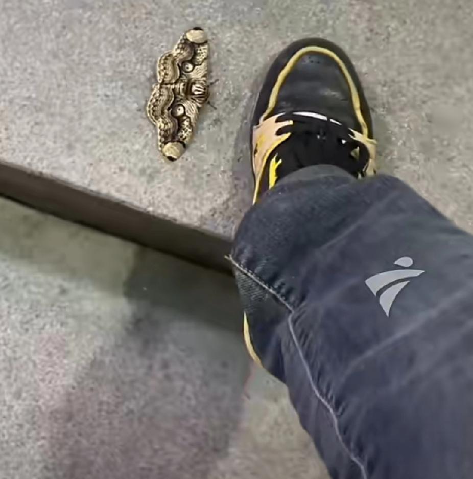 广东一男子遇“半只鞋”大的蝴蝶，花色诡异，翅上两只“大眼睛”，放生后却有人花58