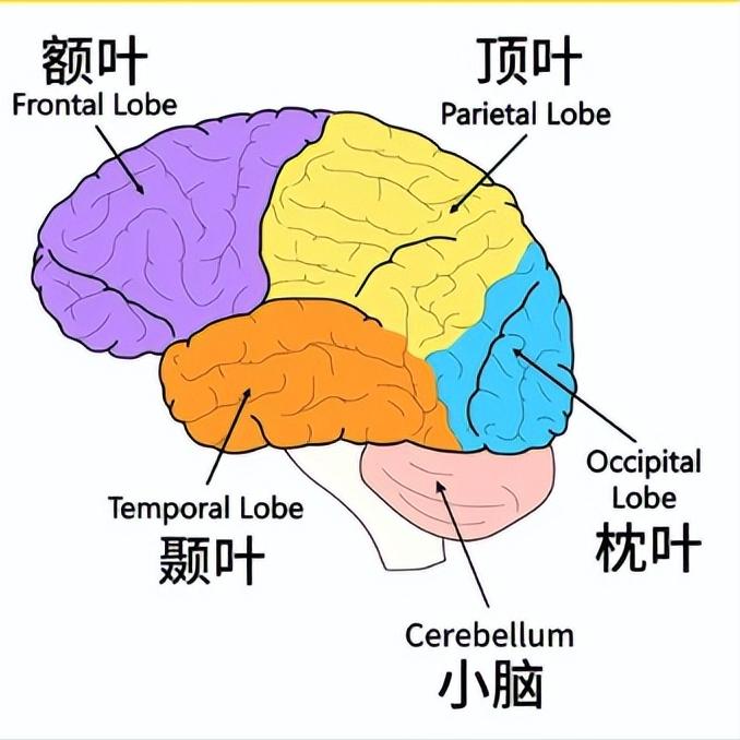 脑梗后若没有这3种情况，恭喜你，恢复得相当好！第一种：没有持续性的肢体痉挛僵
