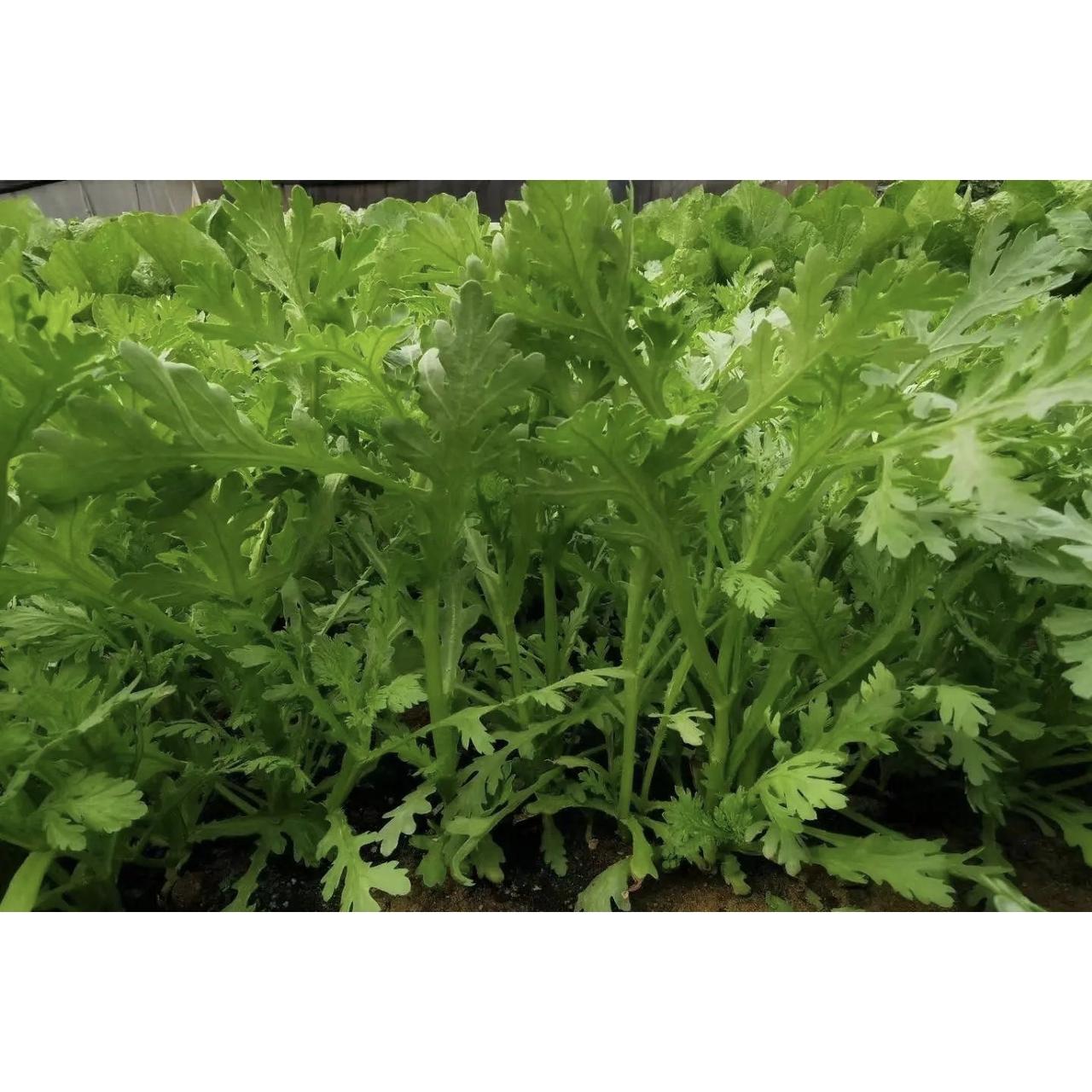 大寒节气到啦，选对菜吃对了，血管顺溜身体也跟着舒坦！这4道家常菜不光味道好